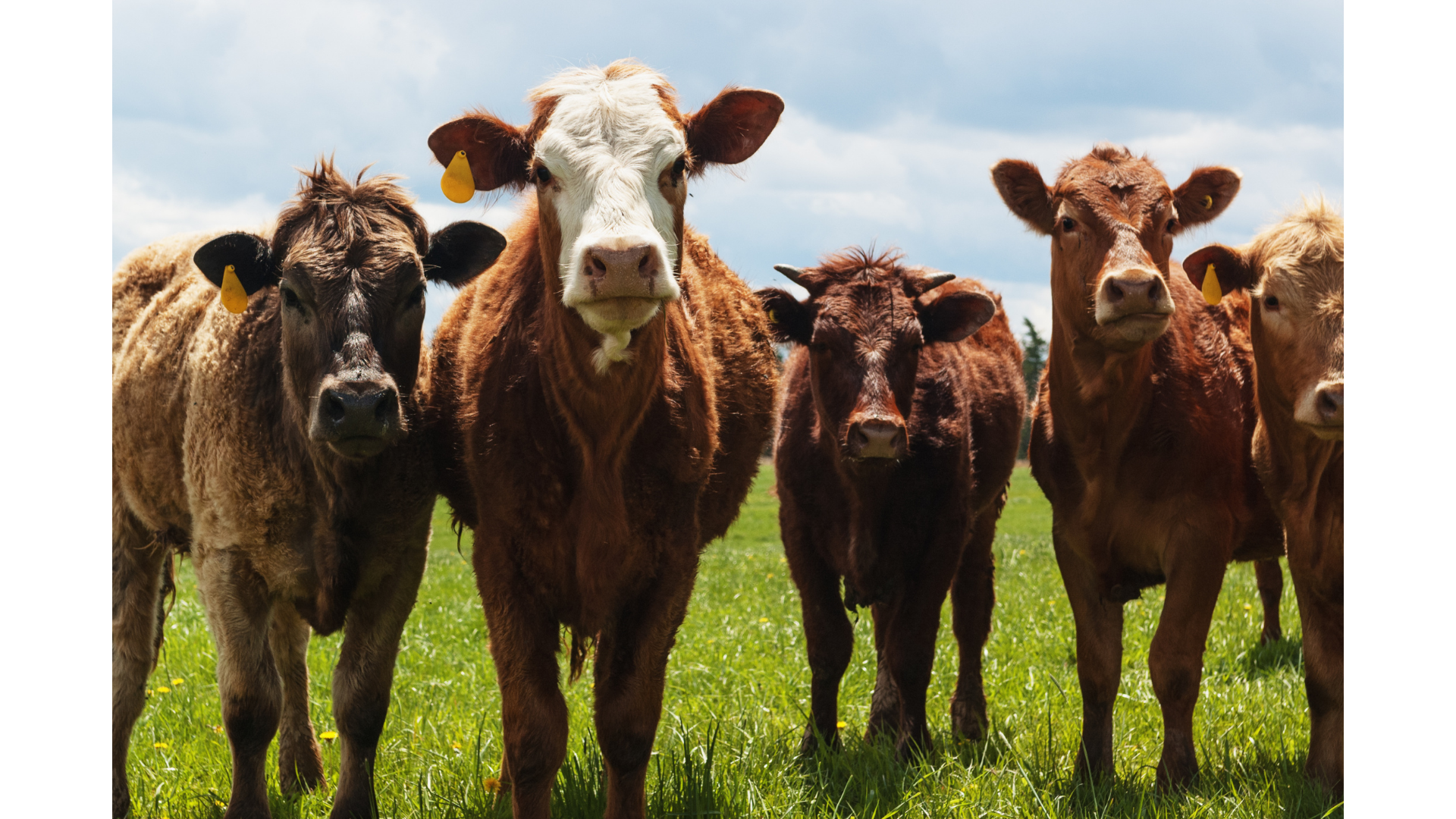 Livestock Solutions